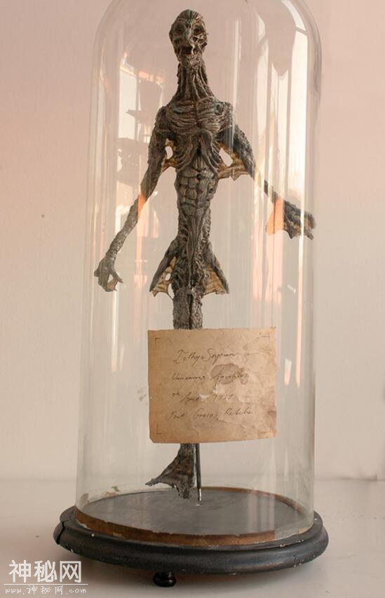 神奇动物在这里，你一定没见过的未知生物收藏展（三）-1.jpg