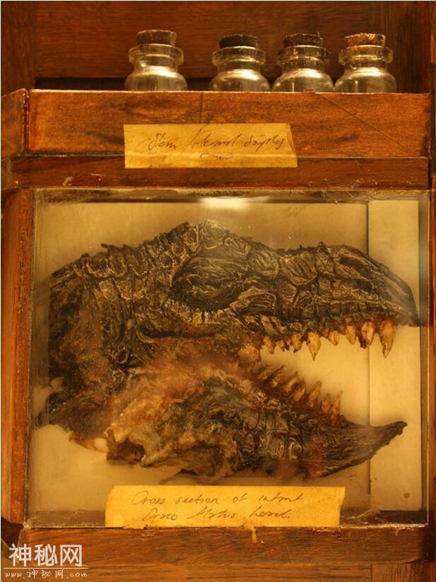 神奇动物在这里，你一定没见过的未知生物收藏展（三）-11.jpg