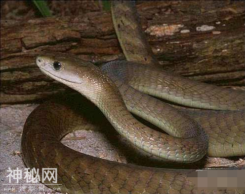 世界十大最毒动物：第一名竟然是它！-3.jpg