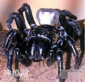世界十大最毒动物：第一名竟然是它！-7.jpg