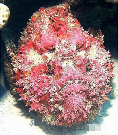 世界十大最毒动物：第一名竟然是它！-8.jpg