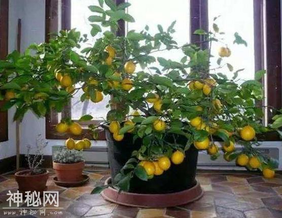 这“3种”植物，在家养1盆，能减少甲醛、细菌，使家人更健康！-2.jpg