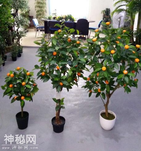 这“3种”植物，在家养1盆，能减少甲醛、细菌，使家人更健康！-1.jpg