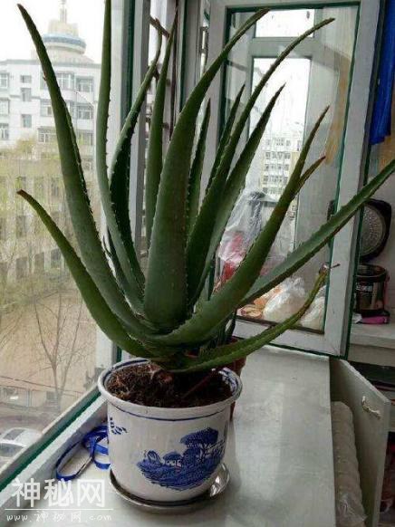 这“3种”植物，在家养1盆，能减少甲醛、细菌，使家人更健康！-4.jpg