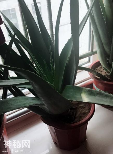 这“3种”植物，在家养1盆，能减少甲醛、细菌，使家人更健康！-5.jpg