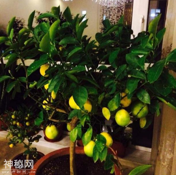 这“3种”植物，在家养1盆，能减少甲醛、细菌，使家人更健康！-3.jpg