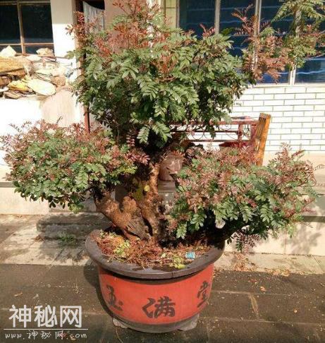 这“3种”植物，在家养1盆，能减少甲醛、细菌，使家人更健康！-6.jpg
