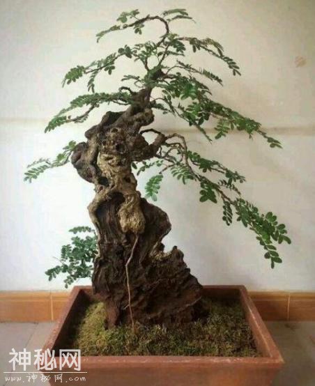 这“3种”植物，在家养1盆，能减少甲醛、细菌，使家人更健康！-7.jpg