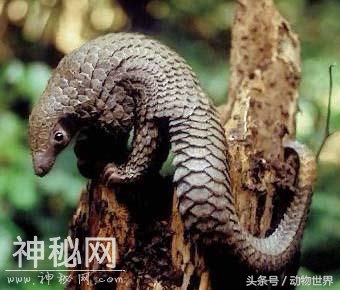 动物世界-中华穿山甲-7.jpg