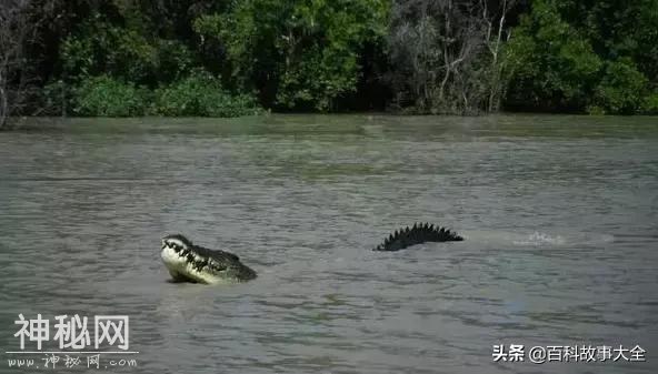 中国湖泊里有没有水怪？这三个奇怪的巨大生物，科学至今无法解释-2.jpg