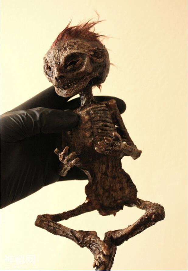 神奇动物在这里，你没见过的未知生物收藏展（九）-5.jpg