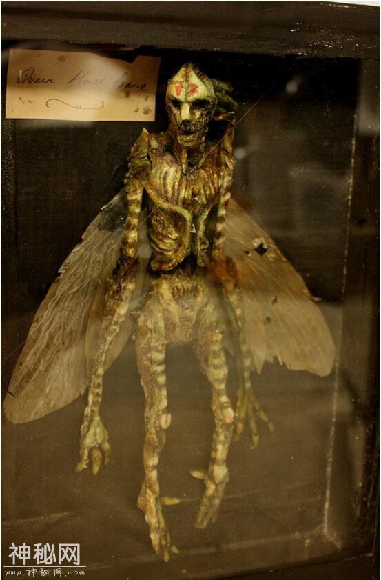 神奇动物在这里，你没见过的未知生物收藏展（九）-13.jpg
