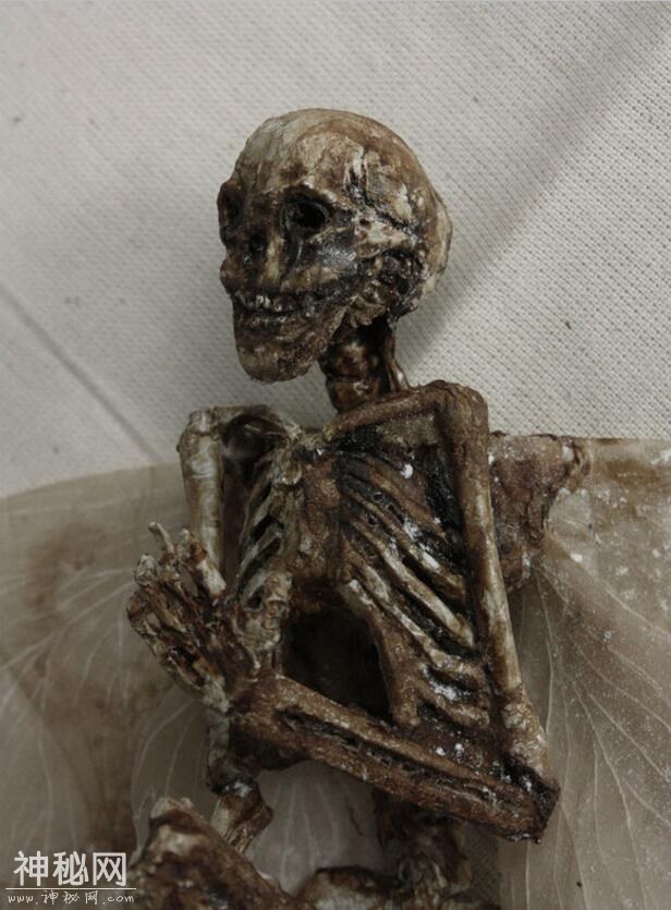 神奇动物在这里，你没见过的未知生物收藏展（九）-10.jpg