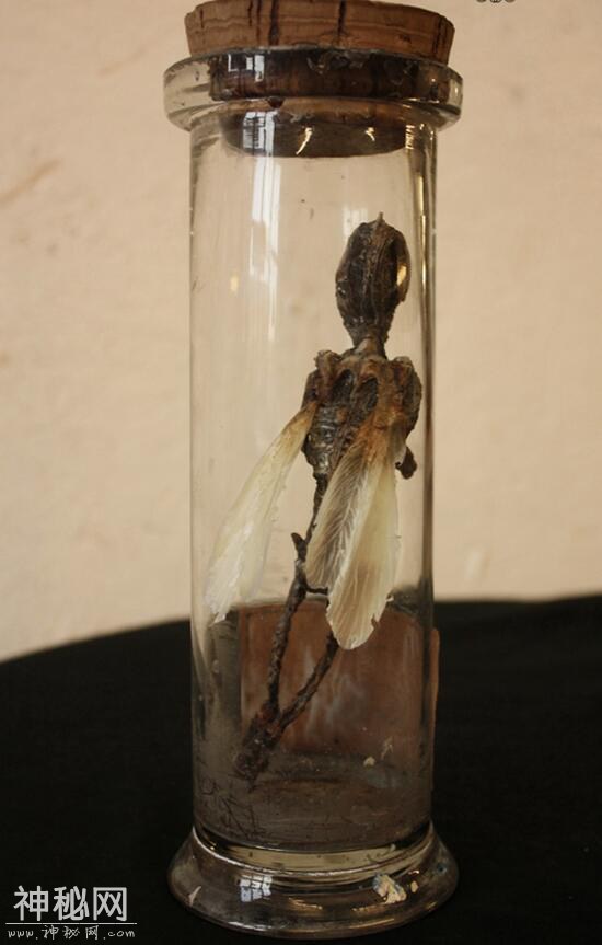 神奇动物在这里，你没见过的未知生物收藏展（十）-3.jpg