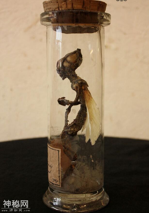神奇动物在这里，你没见过的未知生物收藏展（十）-2.jpg