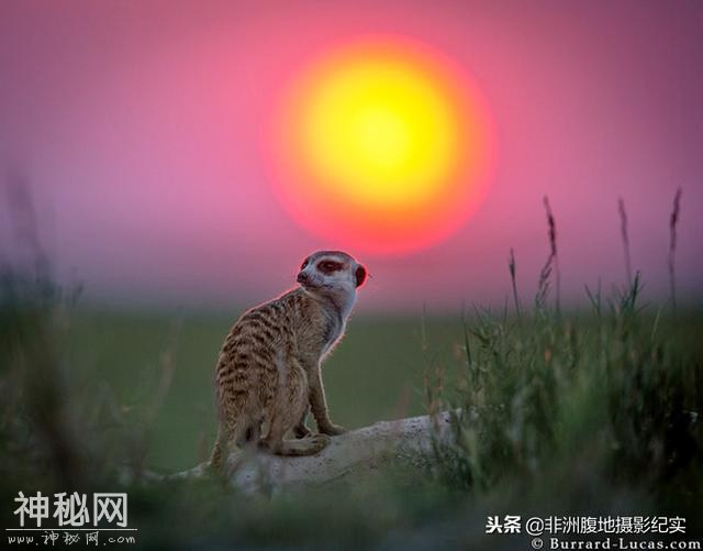 拍野生动物就像是上战场，武器相当重要，看国外摄影师是怎么玩得-1.jpg