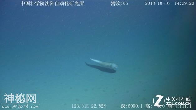 海底6000米惊现水怪！这台机器竟然清晰拍了下来-2.jpg