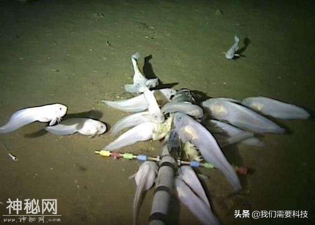 深海发现”未知生物”，我国自制"天涯"号着陆器立功了-1.jpg