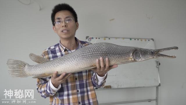 广州白云湖“水怪”重出江湖！背上有钢叉刺杀伤痕，已被制成标本-1.jpg