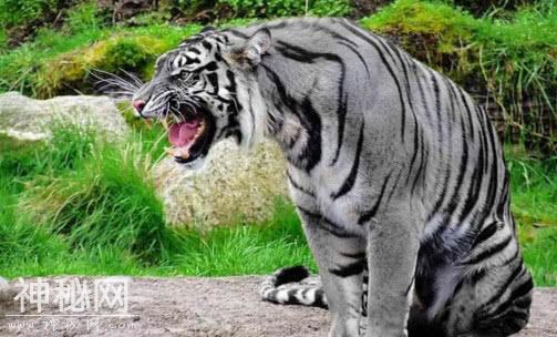 5种传闻中的未知生物，第3种在国内曾被捕获两次-3.jpg