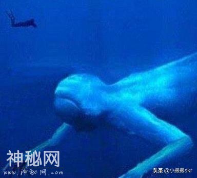 《野史》南极十大未解之谜 南极的神秘之处-2.jpg