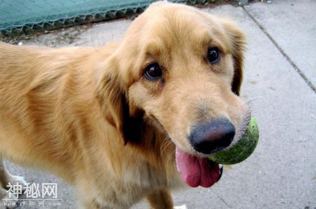 狂犬病发作会学狗叫乱咬人？被动物抓伤后疫苗接种必不可少-3.jpg