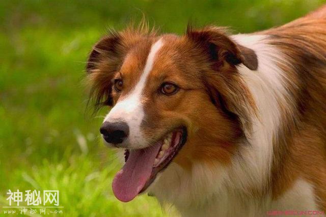 狂犬病发作会学狗叫乱咬人？被动物抓伤后疫苗接种必不可少-2.jpg