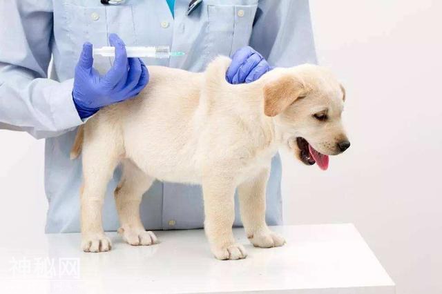 狂犬病发作会学狗叫乱咬人？被动物抓伤后疫苗接种必不可少-1.jpg