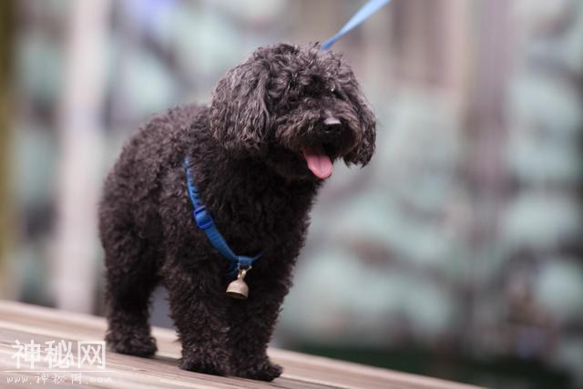 狂犬病发作会学狗叫乱咬人？被动物抓伤后疫苗接种必不可少-5.jpg