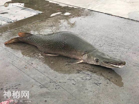 白云湖“水怪”重出江湖！背上有钢叉刺杀伤痕，已被制成标本-2.jpg