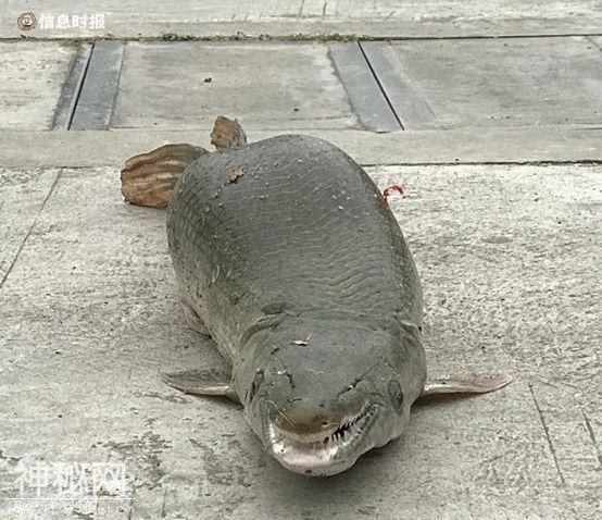 白云湖“水怪”重出江湖！背上有钢叉刺杀伤痕，已被制成标本-1.jpg