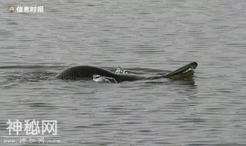 白云湖“水怪”重出江湖！背上有钢叉刺杀伤痕，已被制成标本-4.jpg