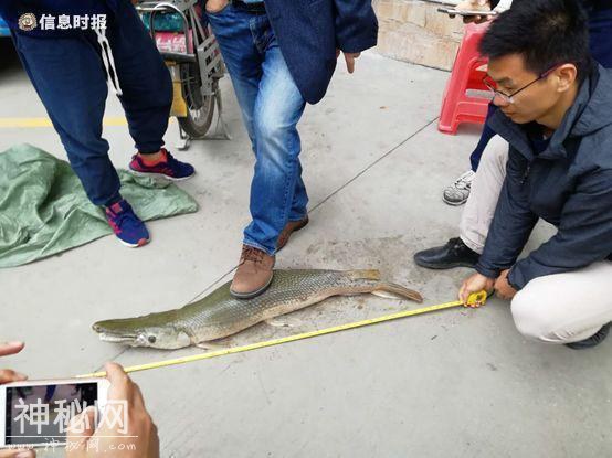白云湖“水怪”重出江湖！背上有钢叉刺杀伤痕，已被制成标本-7.jpg