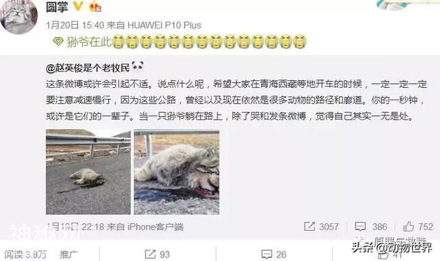 一只狲爷死在了路上 不是每只孙大寒都有机会成为凌雪太后-1.jpg