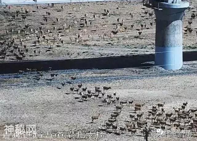一只狲爷死在了路上 不是每只孙大寒都有机会成为凌雪太后-7.jpg