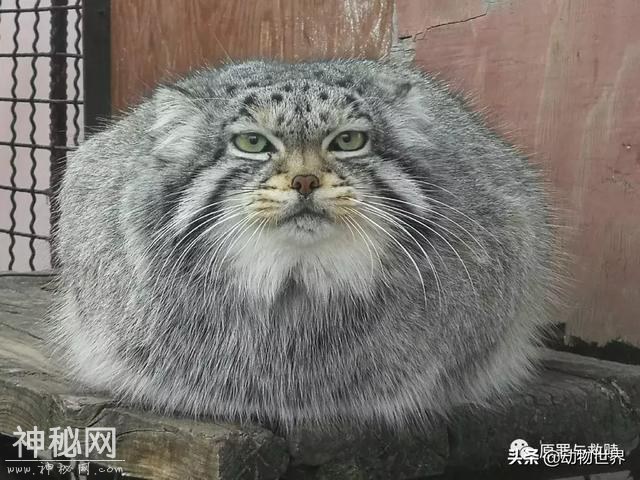 一只狲爷死在了路上 不是每只孙大寒都有机会成为凌雪太后-4.jpg