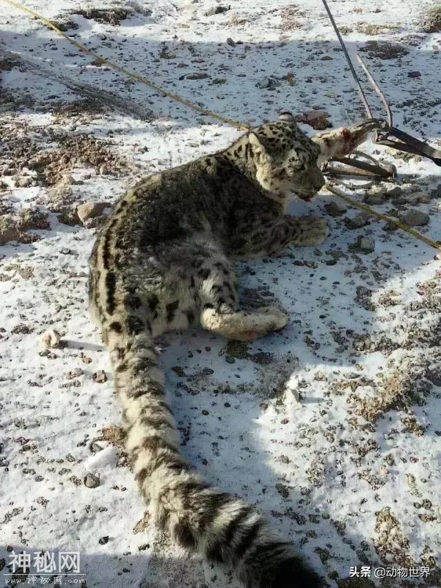 一只狲爷死在了路上 不是每只孙大寒都有机会成为凌雪太后-5.jpg