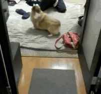 动物真的有灵性 跟人呆久了狗子早已经不把自己当狗了-3.jpg