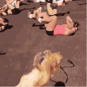 动物真的有灵性 跟人呆久了狗子早已经不把自己当狗了-4.jpg