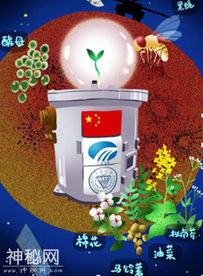 “太空棉”长出嫩芽 嫦娥四号完成人类首次月面生物试验-2.jpg