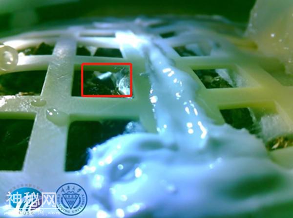 “太空棉”长出嫩芽 嫦娥四号完成人类首次月面生物试验-1.jpg