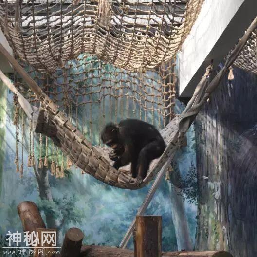 动物世界｜黑猩猩的二三事-2.jpg