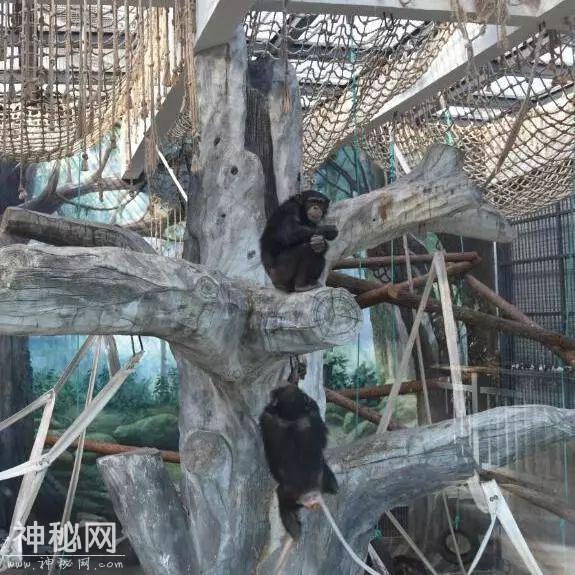 动物世界｜黑猩猩的二三事-6.jpg