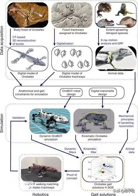 Nature最新封面：科学家用机器人技术破解3亿年前生物谜团-6.jpg