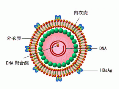 复查乙肝两对半和肝功能 及时判断乙肝病毒变异！-4.jpg