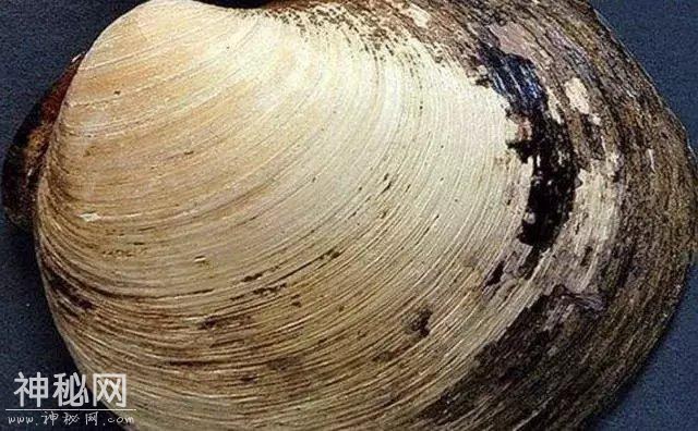 这只生物出生时还是明朝，因为长寿被科学家研究，结果死了-3.jpg