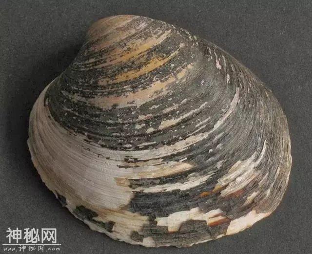 这只生物出生时还是明朝，因为长寿被科学家研究，结果死了-1.jpg