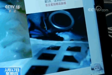 靓科技！六种生物登上月球，棉花率先发芽！-6.jpg