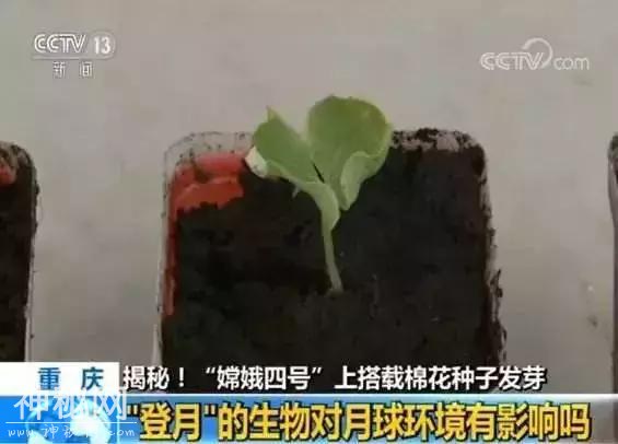 靓科技！六种生物登上月球，棉花率先发芽！-2.jpg