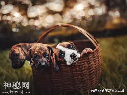 不同国家的动物法，伤害动物将面临严惩-3.jpg